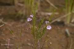 Sopubia delphinifolia